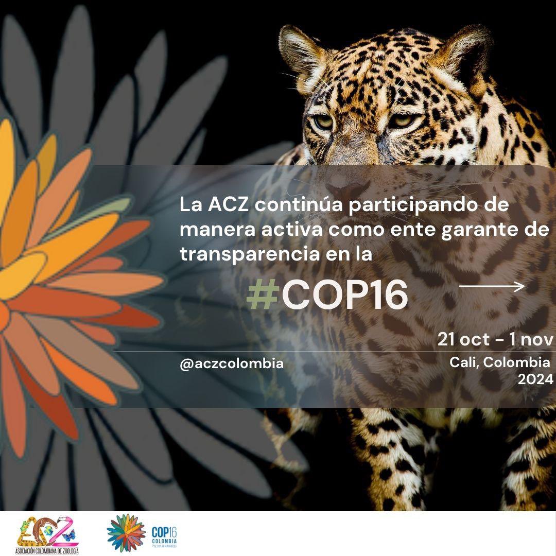 ACZColombia's tweet photo. La ACZ continúa participando como ente garante de la transparencia en la #COP16. Si aún tienes dudas sobre ¿qué es la COP? y ¿qué significa para la #ACZ ser una de las entidades observadoras?, visita los conversatorios que hemos realizado en: https://t.co/3BCgWNVV01. https://t.co/5PkYmYjqAq