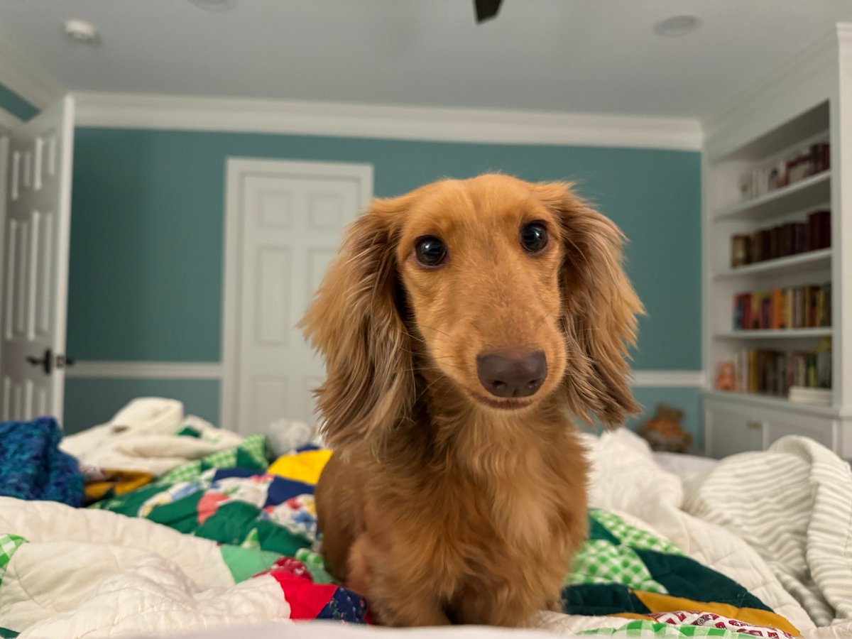 Brittany Steff (@speciesrichness) on Twitter photo The kids & I have been absolutely engrossed in <a href="/emilystuff/">Emily Ecton</a>'s amazing pet heist books. I'm not saying that we love them because our dog looks like Butterbean, but . . . The kids & I have been absolutely engrossed in <a href="/emilystuff/">Emily Ecton</a>'s amazing pet heist books. I'm not saying that we love them because our dog looks like Butterbean, but . . .