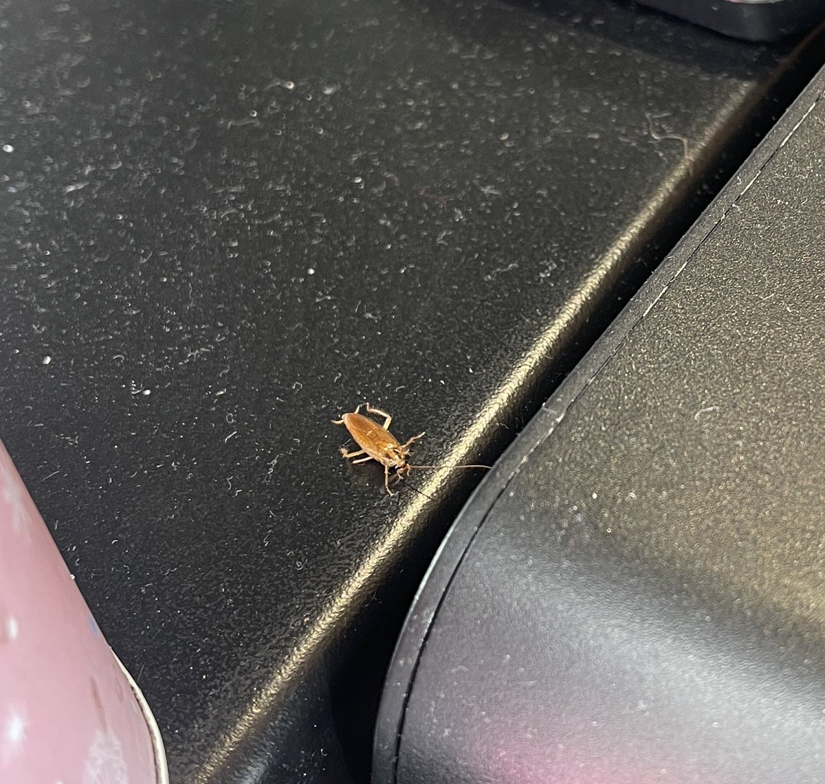 Luis Then A. tweet media