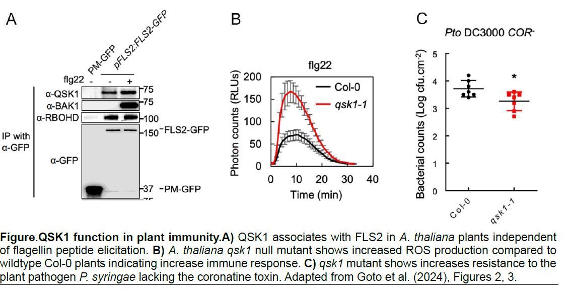 The Plant Cell (@theplantcell) on Twitter photo IN BRIEF: Hijacking QSK1: How pathogens turn a plant defense guardian into an accomplice (Shanice S Webster) buff.ly/3YcHZBD <a href="/shanice_web/">Shanice Webster</a> <a href="/Yasu0407/">Yasuhiro Kadota</a> <a href="/KenShirasu/">白須 賢</a> <a href="/ShirasuLab/">Shirasu Lab@RIKEN</a> <a href="/YukihisaG/">Yukihisa Goto</a> @brunongou <a href="/ASPB/">ASPB</a> #PlantSci IN BRIEF: Hijacking QSK1: How pathogens turn a plant defense guardian into an accomplice (Shanice S Webster) buff.ly/3YcHZBD <a href="/shanice_web/">Shanice Webster</a> <a href="/Yasu0407/">Yasuhiro Kadota</a> <a href="/KenShirasu/">白須 賢</a> <a href="/ShirasuLab/">Shirasu Lab@RIKEN</a> <a href="/YukihisaG/">Yukihisa Goto</a> @brunongou <a href="/ASPB/">ASPB</a> #PlantSci