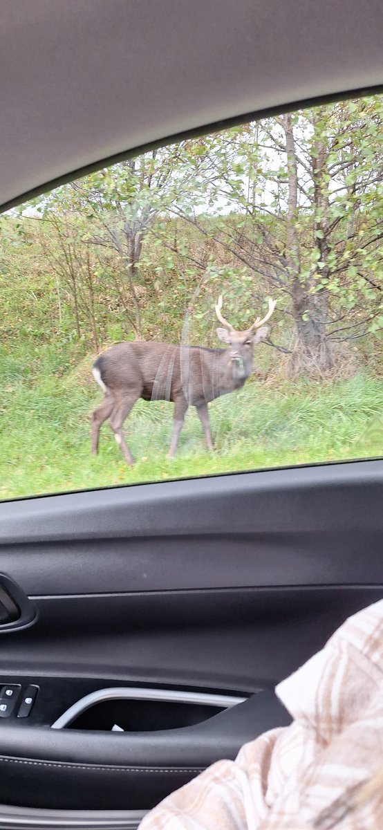 CianOC_Dublin's tweet photo. @DublinSPCA Deer on slip road off m50 northbound for Dundrum https://t.co/RDcMIHfQm3