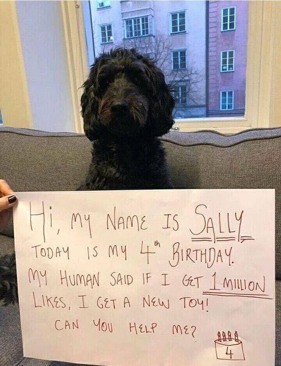 Happy 4th birthday Sally 🎂♥️.
Send him best wishes 🥳🥰