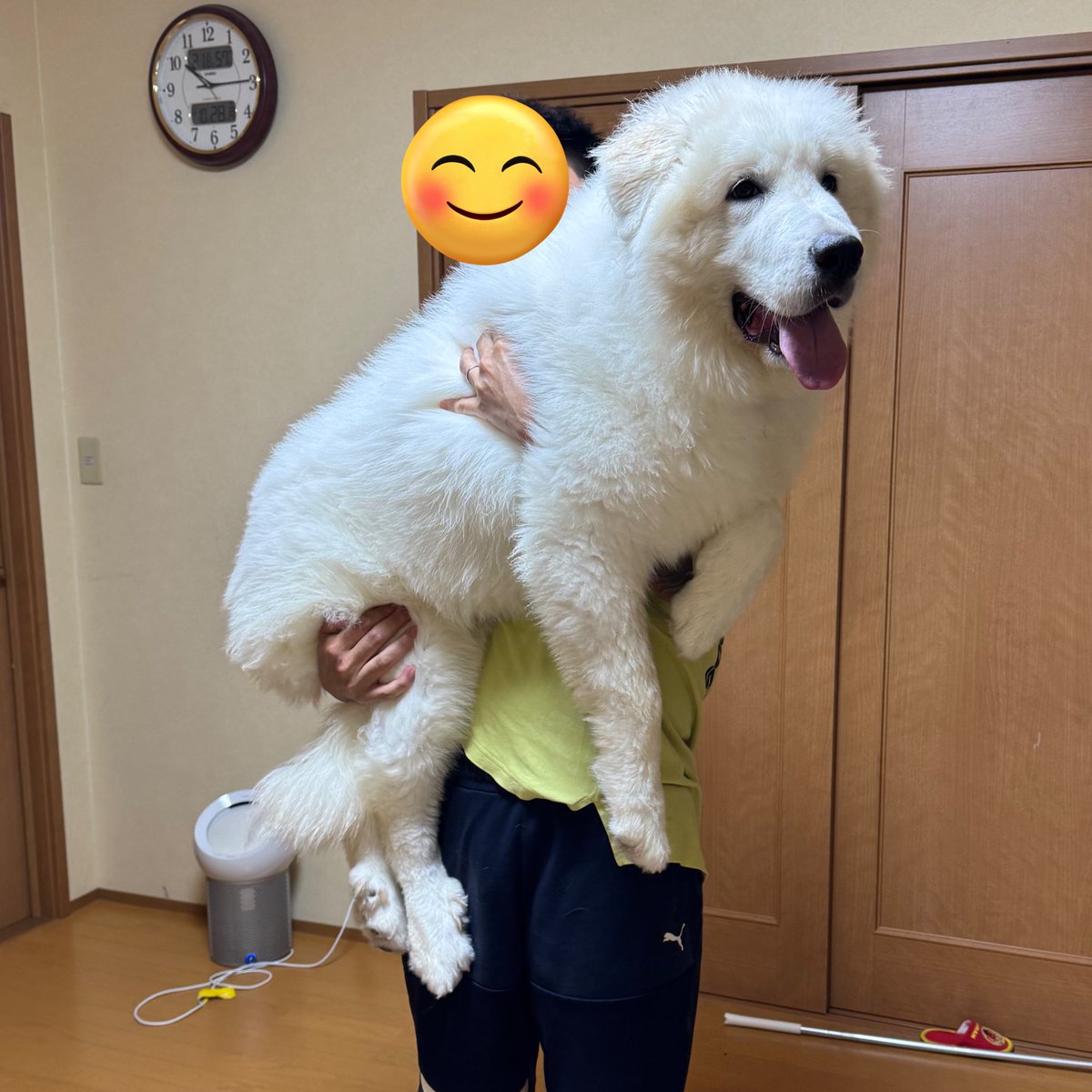 iPhone73177771's tweet photo. グレピの中では小さい方だけど
たった半年でこんなに大きくなりました🐶🤣
まだまだパピーちゃん❤︎
いっぱい遊んでいっぱいご飯食べて大きくなろうね💕︎
パパはまだまだゆきちゃん抱っこできるみたい😂 #グレートピレニーズ   #成長記録 https://t.co/dDS2QBPZqz