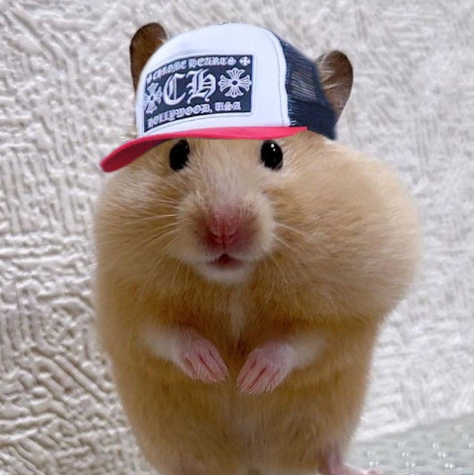 leehamster 🐹⭐🌀‼️