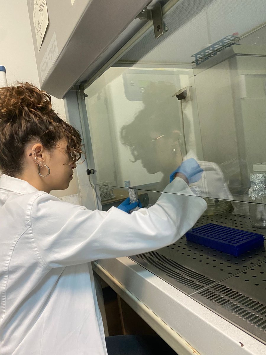 BioengineeredTumor tweet media