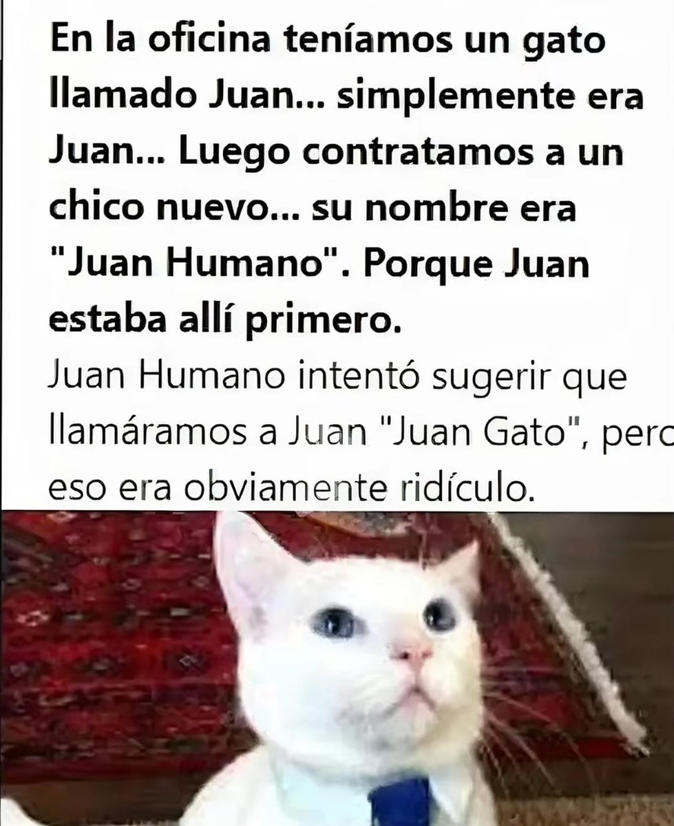 My Cats You Cats tweet media