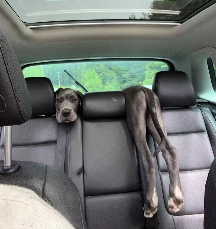 twaniimals's tweet photo. ㅤ https://t.co/vjPPoVfx7S