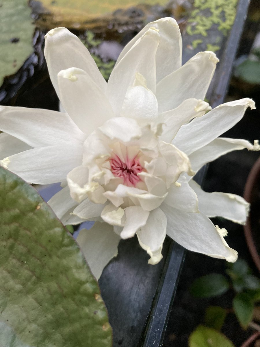 Victoria cruziana. Die Ersatzpflanze vom Frühjar 2024, im Mini Aquarium, kommt sogar zur Blüte. Eine unglaubliche Leistung.