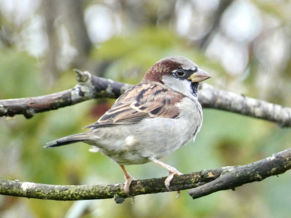 Chris4Patches's tweet photo. It was an honour to lead the Brookvale Park community into the magical world of Brum’s birds today

Nature’s building passion, pride &amp; involvement in a new friends group

35 species incl: 4 Shoveler, 17 Gadwall, 6 Wigeon, 9 Little Grebe, Chiffchaff, Goldcrest &amp; 25+ House Sparrow https://t.co/9BDDJkWnsj