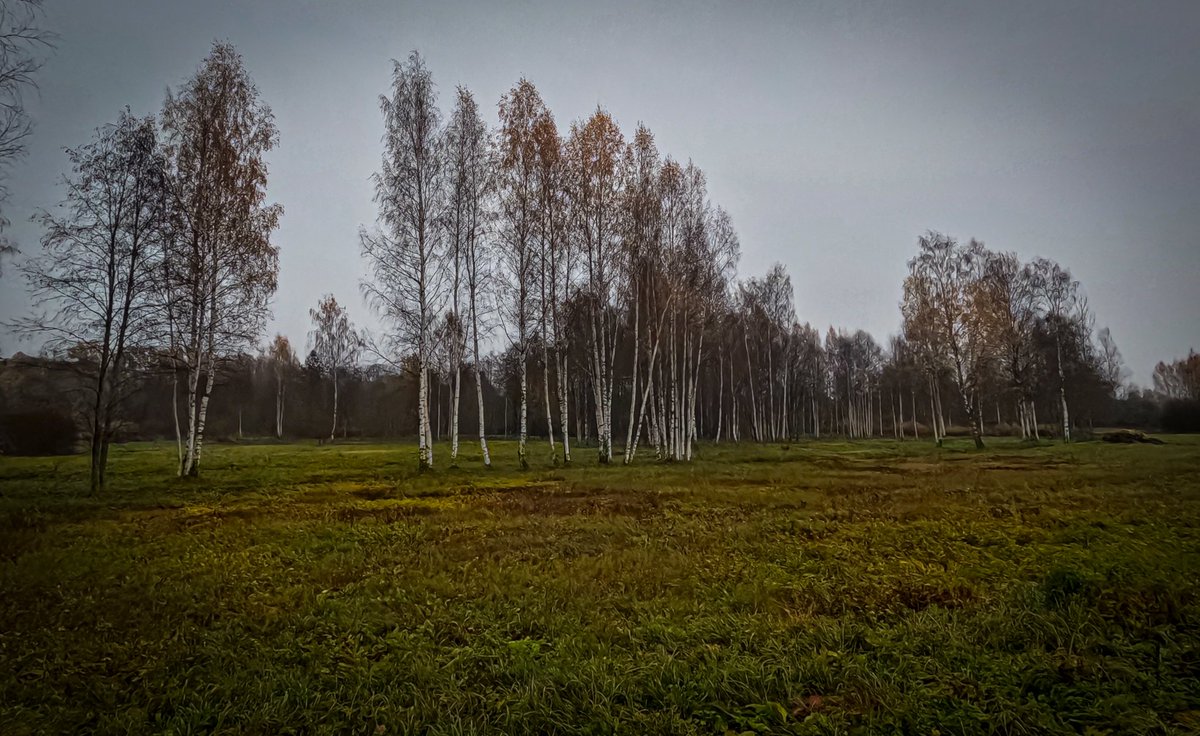 LatvianNature's tweet photo. Drūmais rudens Rūjienā 26.oktobrī. Pēdējie ziedi, pēdējās ogas, tuvojas ziema.

#rudens #autumn #lateautumn #latefall #fall #NaturePhotography https://t.co/cor4QtXN5g