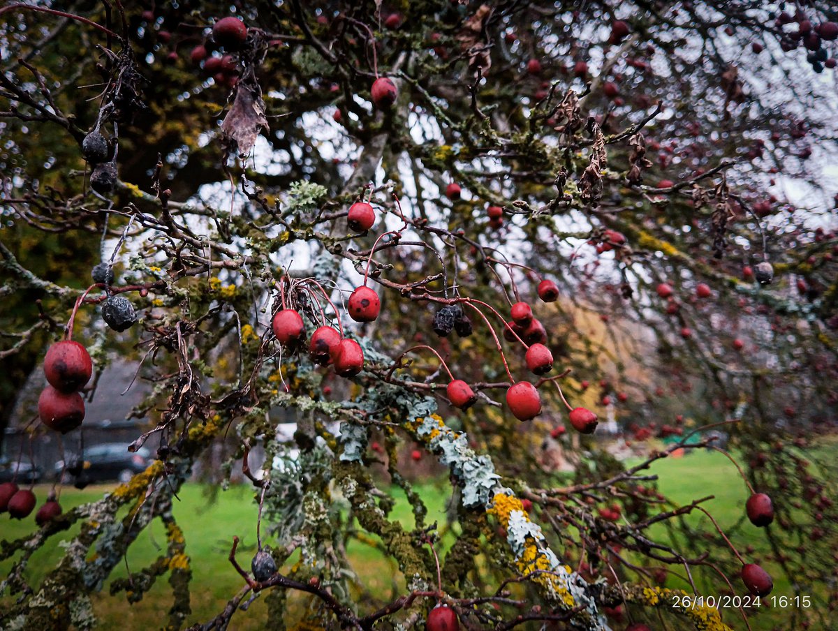 LatvianNature's tweet photo. Drūmais rudens Rūjienā 26.oktobrī. Pēdējie ziedi, pēdējās ogas, tuvojas ziema.

#rudens #autumn #lateautumn #latefall #fall #NaturePhotography https://t.co/cor4QtXN5g