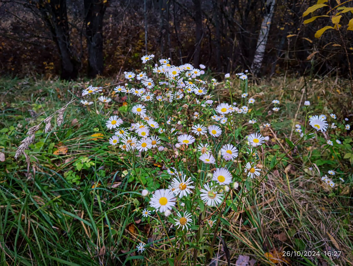 LatvianNature's tweet photo. Drūmais rudens Rūjienā 26.oktobrī. Pēdējie ziedi, pēdējās ogas, tuvojas ziema.

#rudens #autumn #lateautumn #latefall #fall #NaturePhotography https://t.co/cor4QtXN5g