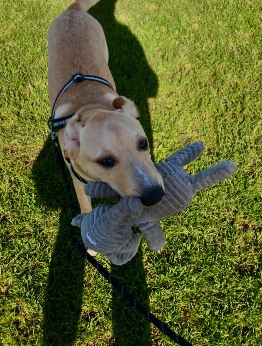 H2RScotland's tweet photo. Milo is a playful and friendly Yellow Labrador, he is looking for a new home, loves to play with his toys which include a ball and teddy. He’s house trained and good with other dogs and kids. 
Scotland wide, further afield also considered. Please share https://t.co/z58vVVCHk8 https://t.co/mFatBqD8zr