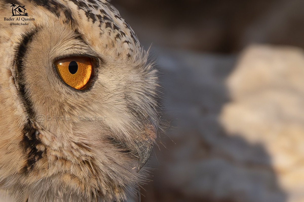 Birds_bader's tweet photo. الحالة : مقيم
الموقع : محميه الملك عبدالعزيز
بومة نسارية
Pharaoh Eagle Owl
Bubo ascalaphus
#السعودية #طيور_السعودية #PharaohEagleOwl
#birds #تصويري #saudi_birds #طيور #هشتاق_السعودية #Buboascalaphus
حساب رصدي لطيور السعودية
@Birds_bader2 https://t.co/Lw1gsmUux1