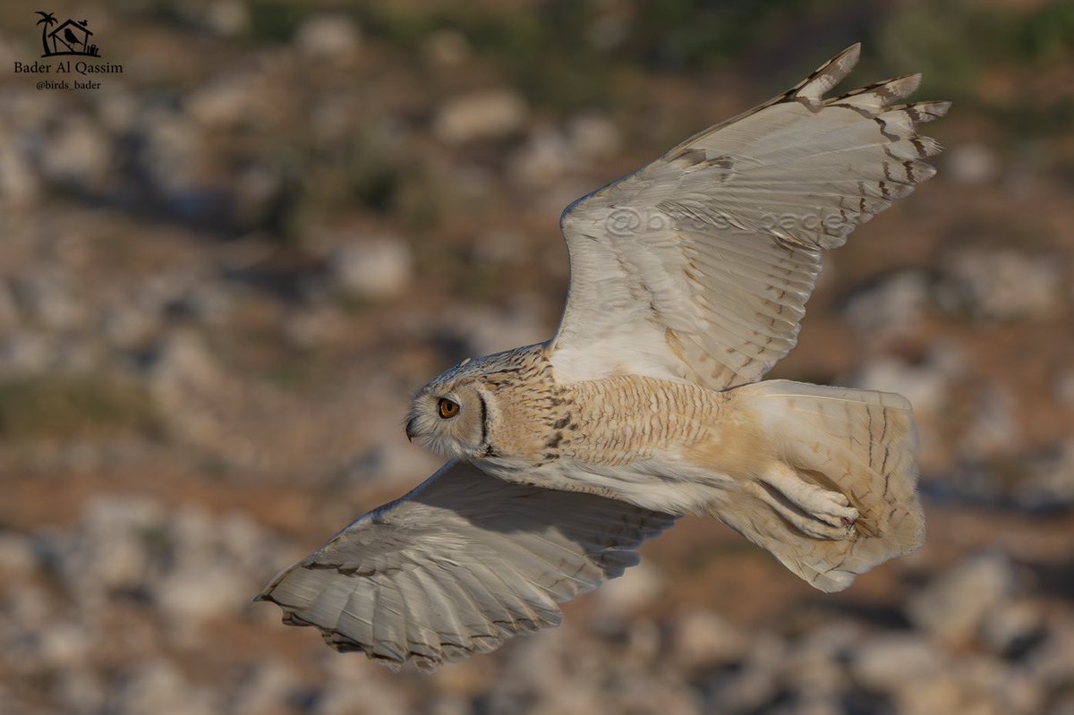Birds_bader's tweet photo. الحالة : مقيم
الموقع : محميه الملك عبدالعزيز
بومة نسارية
Pharaoh Eagle Owl
Bubo ascalaphus
#السعودية #طيور_السعودية #PharaohEagleOwl
#birds #تصويري #saudi_birds #طيور #هشتاق_السعودية #Buboascalaphus
حساب رصدي لطيور السعودية
@Birds_bader2 https://t.co/Lw1gsmUux1