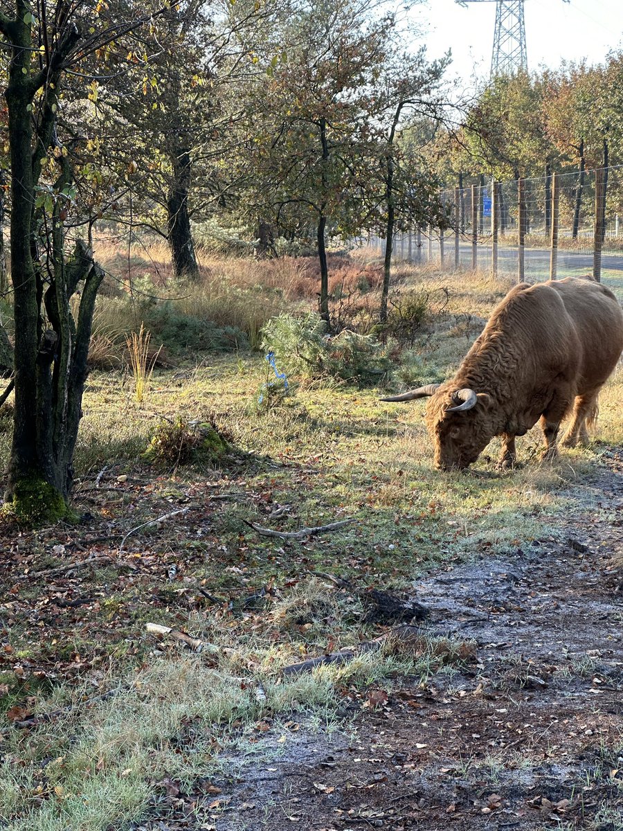 Cooz1607's tweet photo. Toeschouwer 😉bij #12k #Run van vandaag. #Veluwe https://t.co/GHeVH45E0i