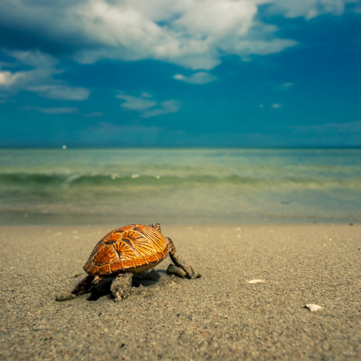 ·
·
·
#schleich #turtle #beach #schleichhorse #turtlepower #beachlife #schleichpferd #turtlelife #travel #schleichhorses #turtlesofinstagram #beachday #modelhorse #turtlebeach #beachwear #horse #turtleturtle #beachbody #schleichpony #turtleneck #beaches #schleichpaard #turtlelove