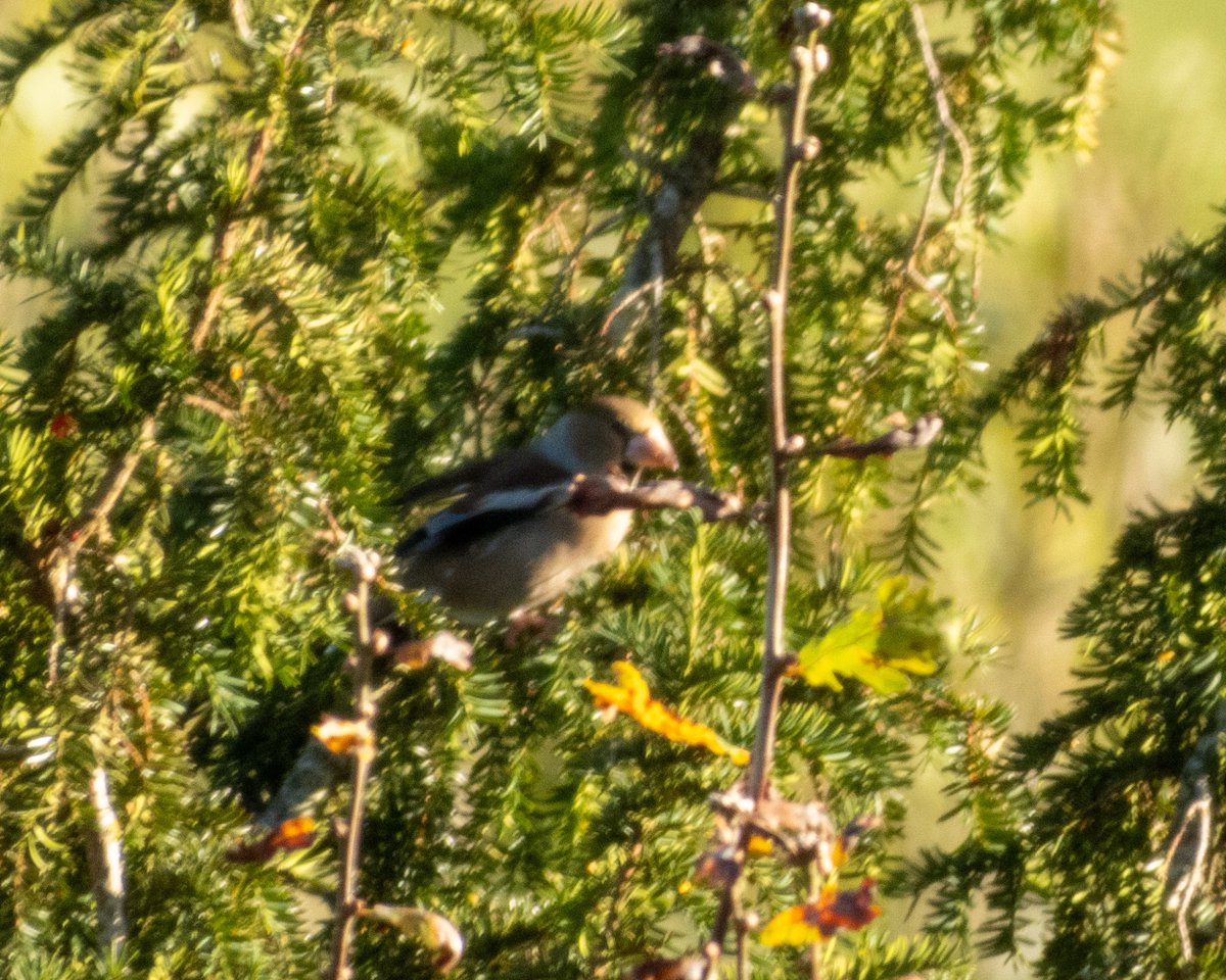 Hawfinch on east side of Chase End Hill this afternoon. #Worcsbirds @WorcsBirding