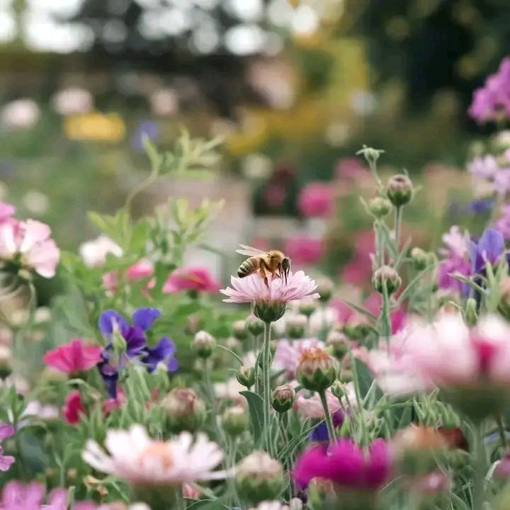 Mr Bees Africa tweet media