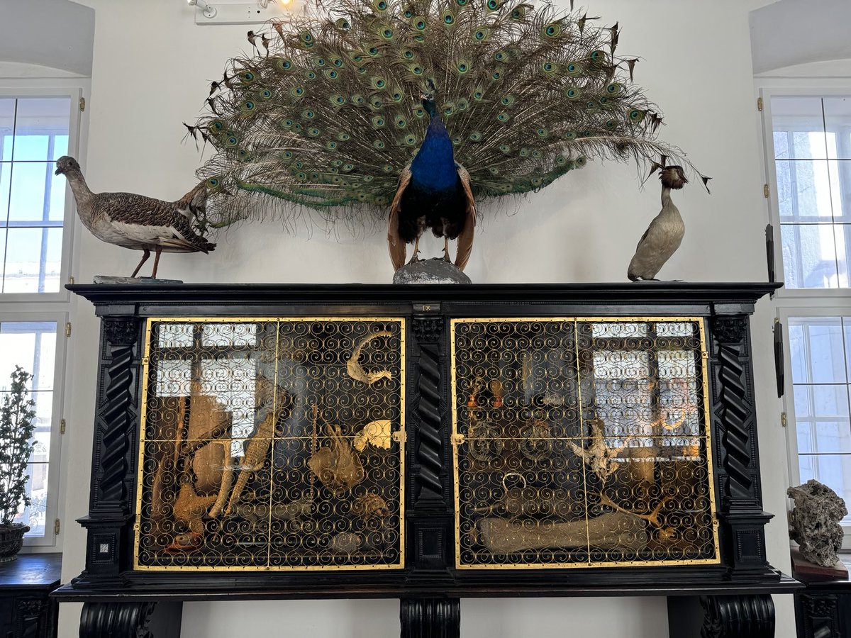 JuliaWalworth's tweet photo. Original Kunstkammer cabinets in the Archbishop’s residence in Salzburg, complete with corals, seashells, animals etc #curiosities https://t.co/pIRiMLHTQV
