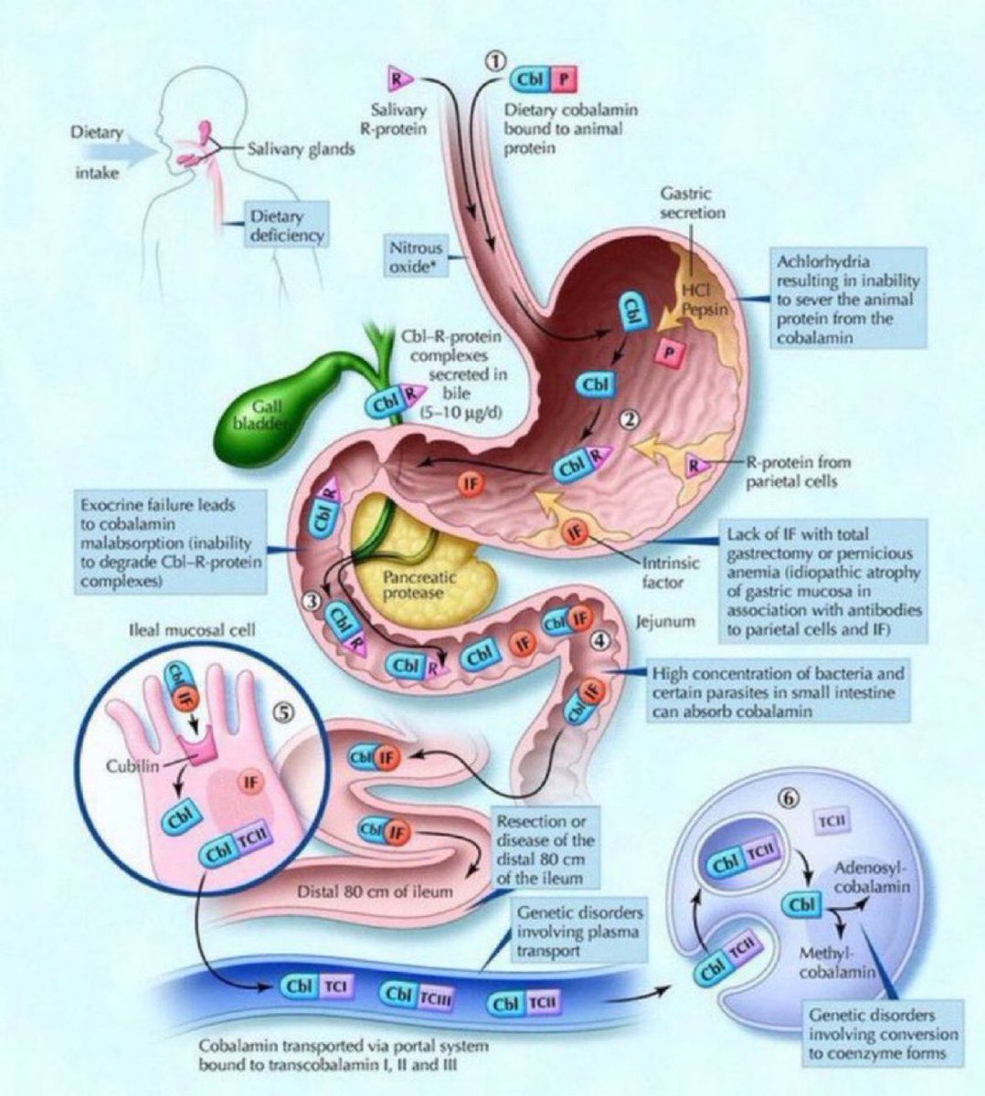 NutrioSci's tweet photo. Absorption of vitamin B12 

#Meded #MedX #Nutrition #nutrients #VitaminB12 https://t.co/jwPyUxtzDB