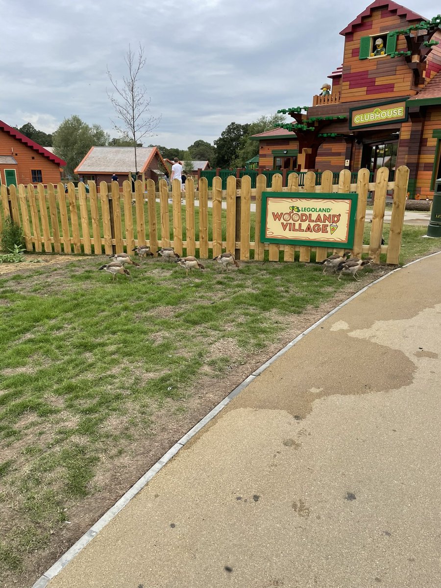 orudge's tweet photo. @respectfuldogs @carlafrancome When we stayed there in July, it was actually duck poo we had to watch out for! Didn’t notice dog mess at least, though I agree it’s always unpleasant when you come across it. https://t.co/IK7Y966Zmh