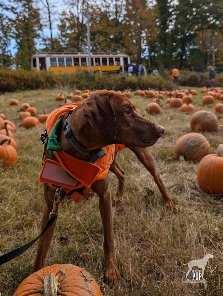Intrepid Pup tweet media