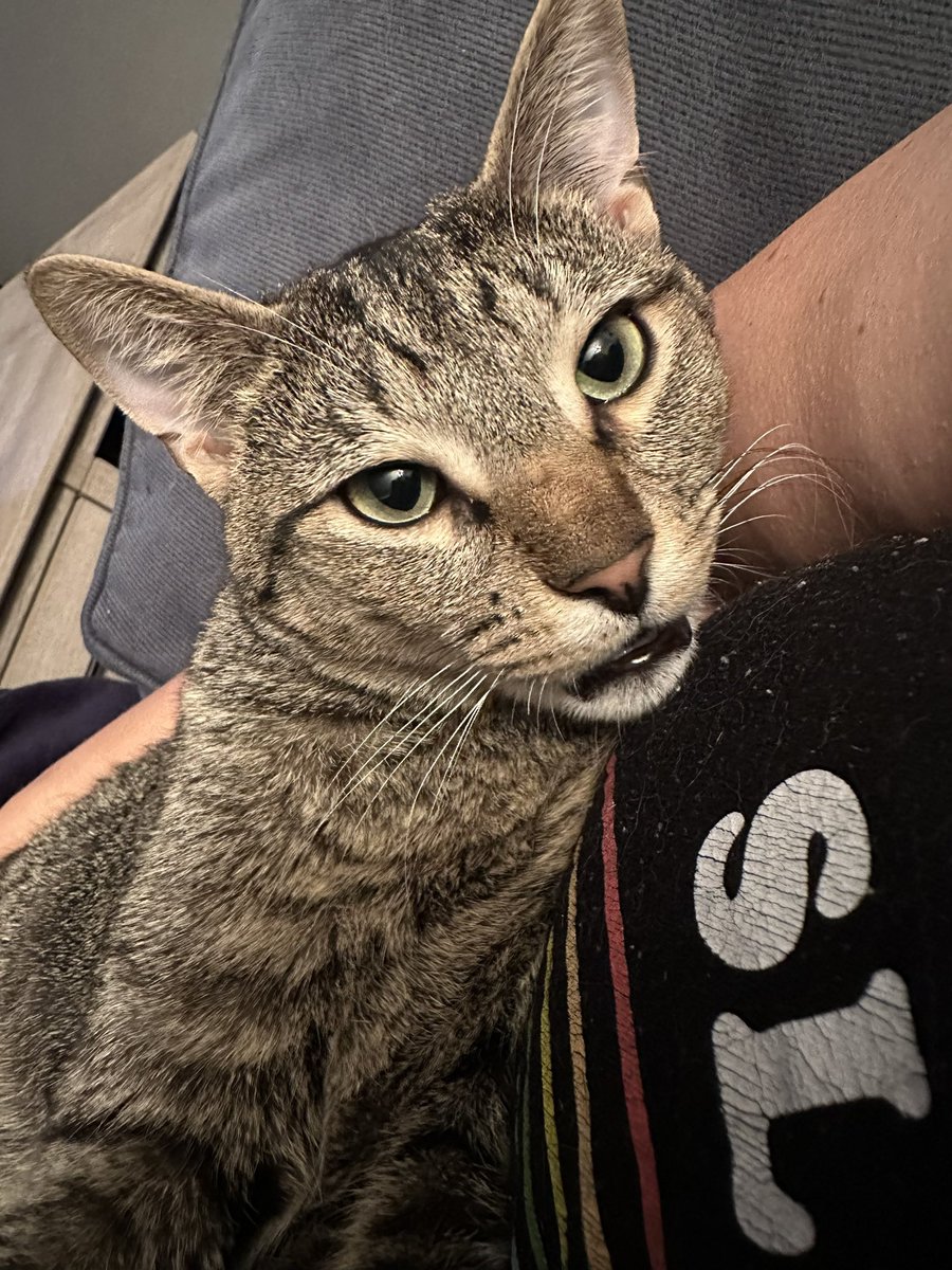 SoftSide1's tweet photo. #TeamRufus! Sweet special-needs wobbly kitties Ash &amp; Willow have been with @crits4cats for 387 irretrievable days, growing from kittens to cats as weeks, months &amp; finally seasons passed, never even getting a single application. We can change that. Please RT or adopt! #Caturday 1/ https://t.co/O2uuseD6iK