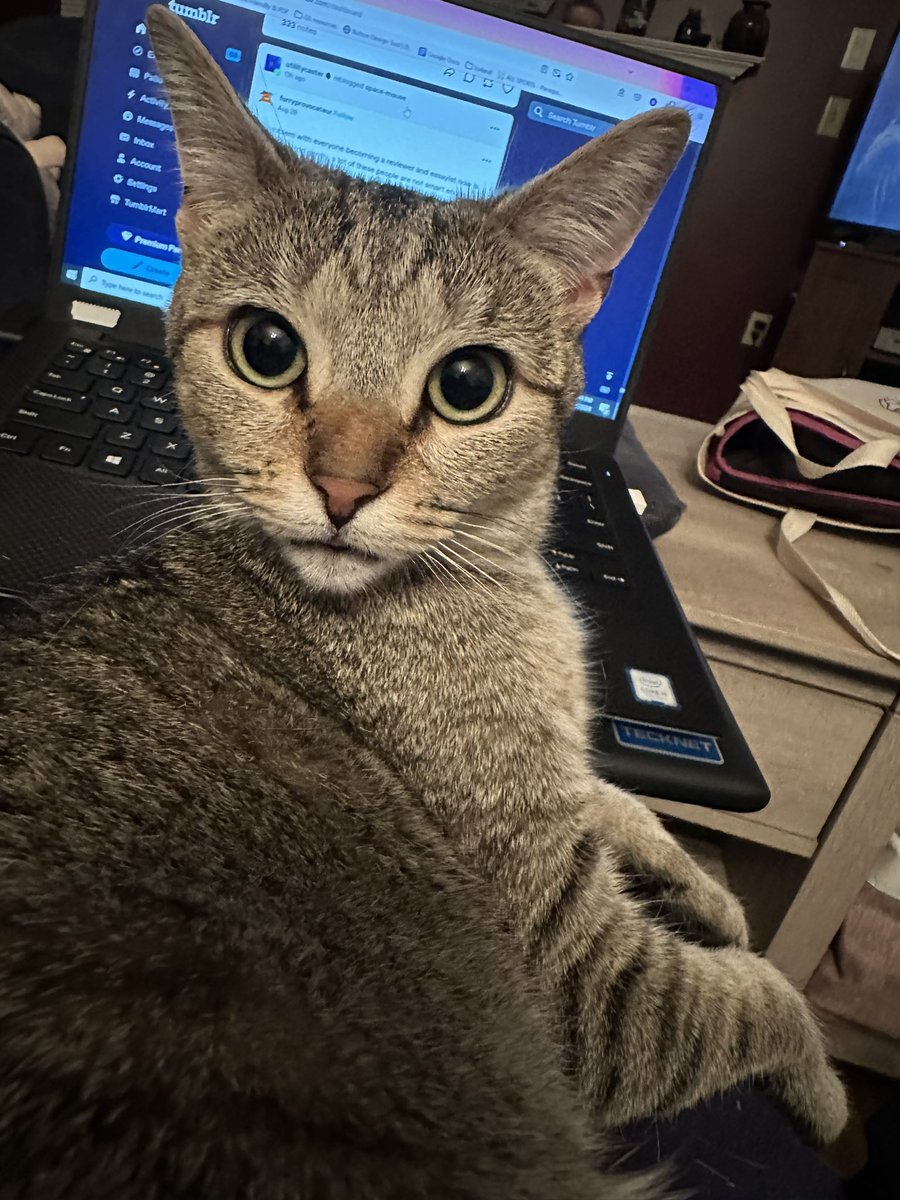 SoftSide1's tweet photo. #TeamRufus! Sweet special-needs wobbly kitties Ash &amp; Willow have been with @crits4cats for 387 irretrievable days, growing from kittens to cats as weeks, months &amp; finally seasons passed, never even getting a single application. We can change that. Please RT or adopt! #Caturday 1/ https://t.co/O2uuseD6iK