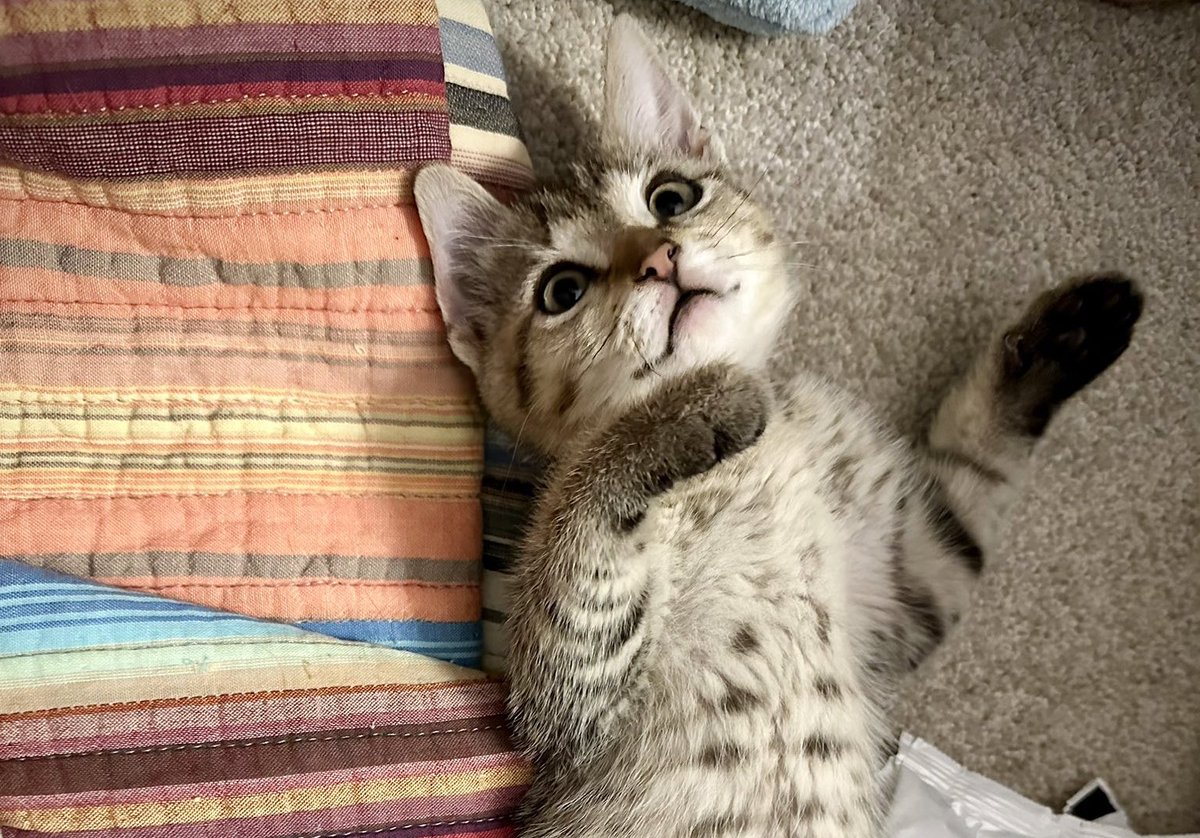 #TeamRufus! Sweet special-needs wobbly kitties Ash &amp; Willow have been with <a href="/crits4cats/">Crits For Cats lnc. Cat Rescue</a> for 387 irretrievable days, growing from kittens to cats as weeks, months &amp; finally seasons passed, never even getting a single application. We can change that. Please RT or adopt! #Caturday 1/