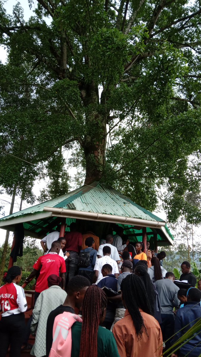 MourineAsiimwe's tweet photo. The other day when we went to feild. 
I was so excited to find this tree house in Ficus Natalensis  commonly known as Natal fig.
As usual I couldn't have left before hugging it
#DendrophileLifestyle #LoveTrees #FeildVisit #TreeHugs #NativeTrees #SaveTrees #ClimateAction #TC https://t.co/TxDZKhIkTU