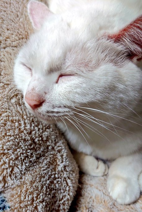 これは人間の膝で暖を取れてご満悦キャット。 