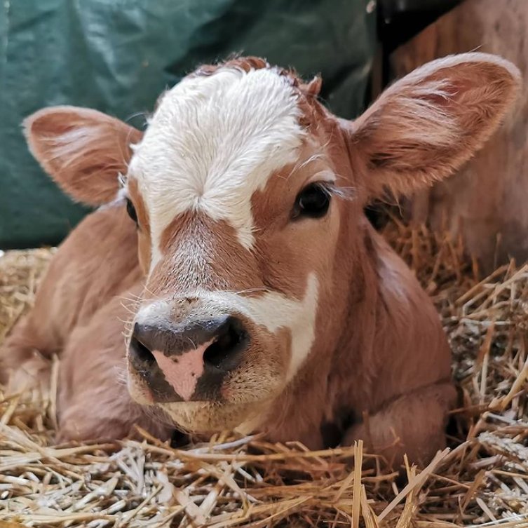CowoftheDay1's tweet photo. 📅 6th November 2024
🐮 Anatole
🏷️ Instagram/boppigen
💕#animaloftheday https://t.co/t9feALJd9F