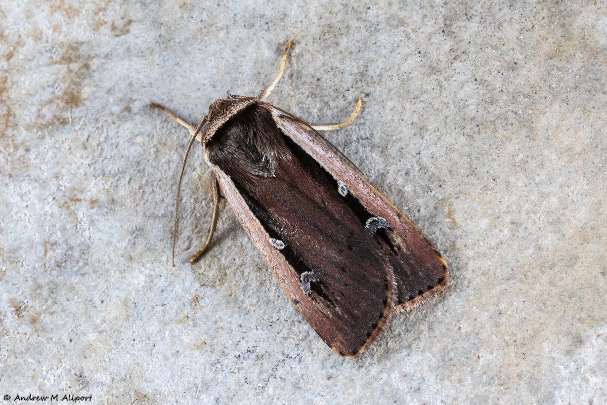 Andrew M Allport (@amallport) on Twitter photo Radford's Flame Shoulder to light, Driffield, East Yorkshire last night. 78/30 moths. With the first for Yorkshire at Spurn earlier this week and another at N Ferriby last night, how many more are in Yorkshire right now? <a href="/DoubleKidney/">Charles Fletcher</a> <a href="/BC_Yorkshire/">Butterfly Conservation Yorkshire</a> <a href="/BritishMoths/">British Moths</a> <a href="/MigrantMothUK/">Migrant Lepidoptera</a> Radford's Flame Shoulder to light, Driffield, East Yorkshire last night. 78/30 moths. With the first for Yorkshire at Spurn earlier this week and another at N Ferriby last night, how many more are in Yorkshire right now? <a href="/DoubleKidney/">Charles Fletcher</a> <a href="/BC_Yorkshire/">Butterfly Conservation Yorkshire</a> <a href="/BritishMoths/">British Moths</a> <a href="/MigrantMothUK/">Migrant Lepidoptera</a>
