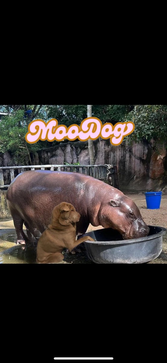 Bassiecaller's tweet photo. @KookCapitalLLC Next 1000x in just here in your comments $MOODOG

A3Nch6r29m3ed5d97FWZ7puvrUb5khaf9wmSBDW3eg7g https://t.co/J42sD0vN9c
