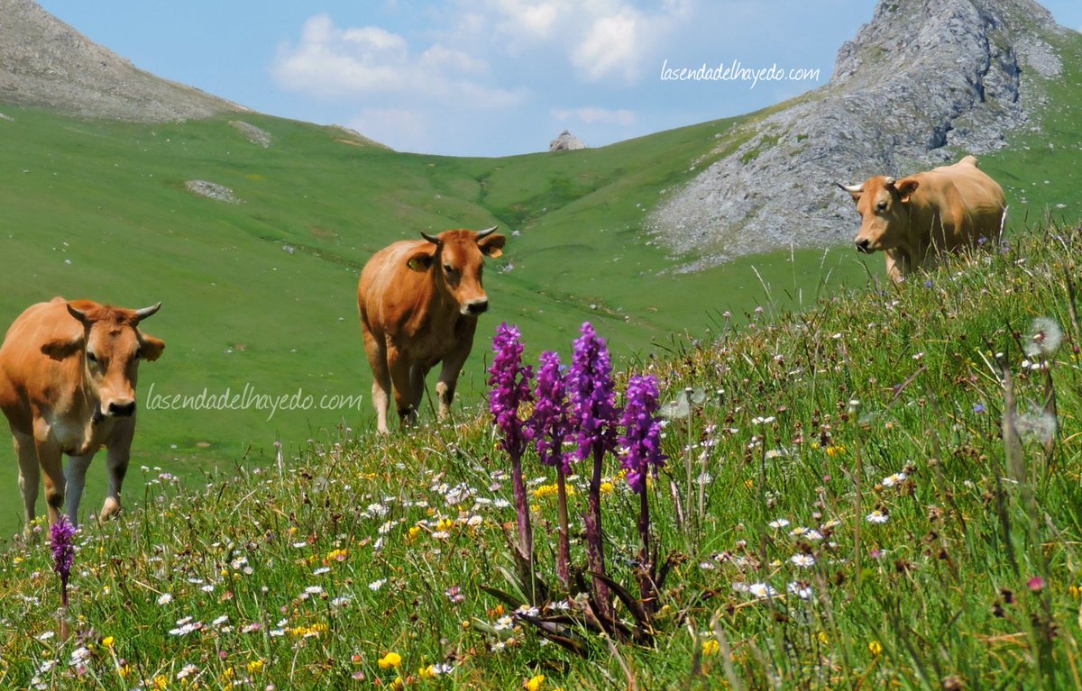 ilc_dipuleon's tweet photo. 🪧 Nueva entrega del proyecto #ILCEnseña:

🐄 “𝑳��𝒐́𝒏 𝑽𝒂𝒒𝒖𝒆𝒊𝒓𝒖”.

✍️ @sendadelhayedo nos habla de los ‘vaqueiros de alzada’, pastores nómadas que trasladan su hogar -alza- desde los altos puertos asturleoneses hasta la costa asturiana, y viceversa.

#LeónEsp #Asturias https://t.co/tVSbXeaWLJ