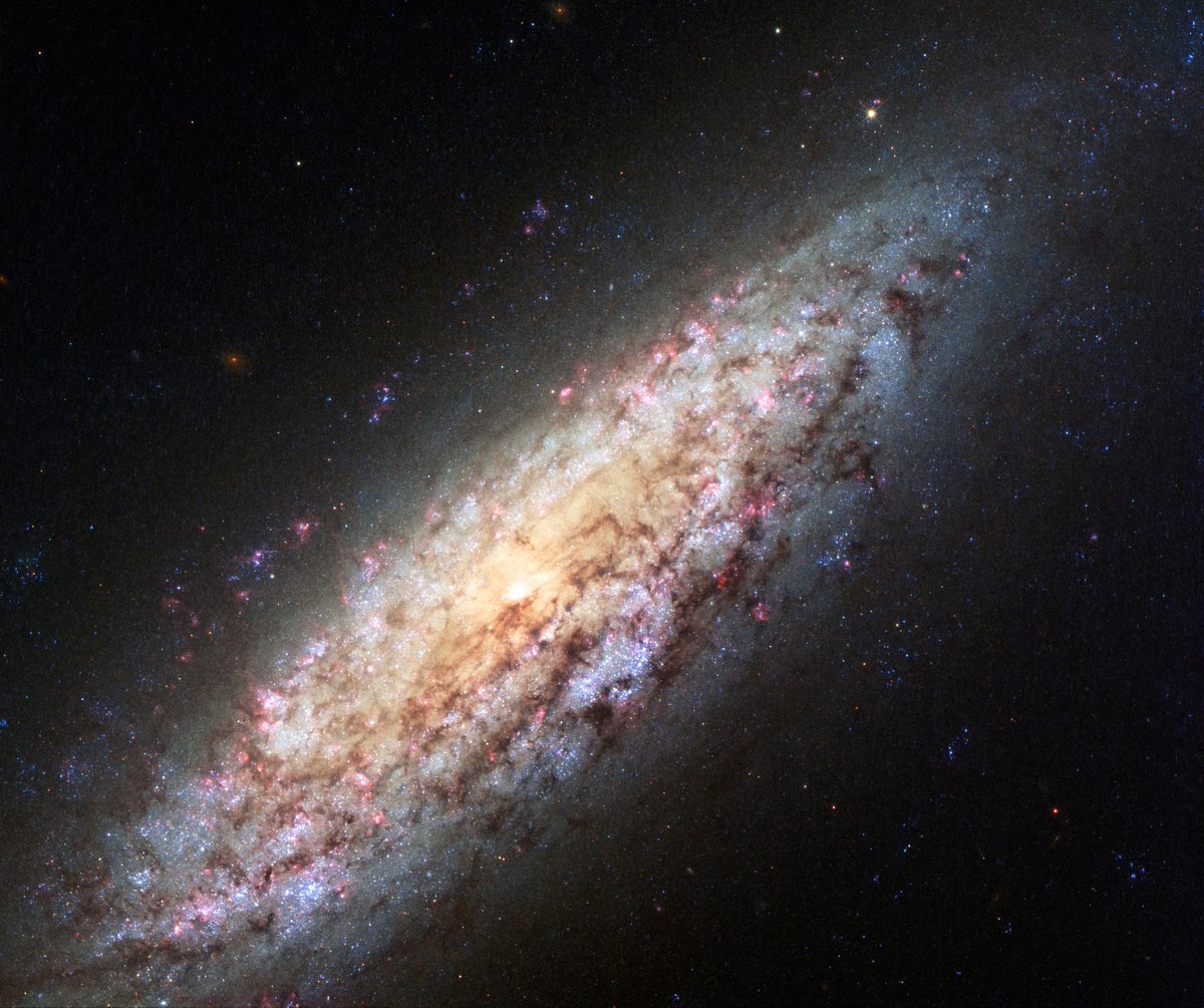 picard_224's tweet photo. ～今日のハッブル画像～2024-10-26【宇宙で迷子ハッブル宇宙望遠鏡による銀河 NGC 6503 の新しい画像】#りゅう座 #渦巻き銀河 #NGC6503 #宇宙 #銀河 #ハッブル  #NASA #picard
※♦画像左上：この NASA/ESA ハッブル宇宙望遠鏡の画像は銀河 NGC 6503 を示しています。約 1,800 万光年離れたこの銀河は、ローカル ボイドと呼ばれる奇妙に空虚な空間の端にあります。
この新しい画像では、以前の画像に見られた詳細に加えて、非常に豊かな色彩が表現されています。
※♦画像右上：NGC 6503 周辺（地上画像）この画像は銀河 NGC 6503 の周辺領域を示しています。約 1800 万光年離れたこの銀河は、ローカル ボイドと呼ばれる奇妙に空虚な空間の端にあります。
※♦動画左下：NGC 6503 にズームインこのビデオは、地上からの夜空の映像から始まり、その後、NASA/ESA ハッブル宇宙望遠鏡が捉えた銀河 NGC 6503 にズームインします。
約1800万光年離れたこの銀河は、局所的空洞と呼ばれる奇妙に空虚な空間の端にあります。クレジット：NASAとESA
※♦動画右下：NGC 6503 をパンするこのビデオは、NASA/ESA ハッブル宇宙望遠鏡による銀河 NGC 6503 の観測をパンで映し出しています。約1800万光年離れたこの銀河は、局所的空洞と呼ばれる奇妙に空洞化した宇宙空間の端にあります。
クレジット：NASAとESA

宙は広大に見えますが、ほとんどの銀河はグループまたはクラスターにまとまっており、隣の銀河が遠く離れていることはありません。しかし、NGC 6503 として知られるこの銀河は、ローカル ボイドと呼ばれる奇妙に空虚な空間の端に孤立した位置にあります。この新しい NASA/ESA ハッブル宇宙望遠鏡の画像は、以前の画像で見られた詳細に加えて、非常に豊かな色彩を示しています。

NGC 6503 は、りゅう座にあり、地球からわずか 1,800 万光年しか離れていないため、私たちの局部銀河群の中で最も近い銀河の 1 つです。その幅は 3 万光年で、天の川銀河の約 3 分の 1 の大きさです。この銀河の孤立した位置から、天文学者のスティーブン・ジェームズ・オメーラは、2007 年の著書「Hidden Treasures 」 [1]で、この銀河を「宇宙の迷い子銀河」と名付けました。

この銀河は詩的なインスピレーションを与えるだけでなく、現在も研究が続けられています。ハッブルレガシー エクストラギャラクティック UV サーベイ(LEGUS) は、NGC 6503 を含む近隣の銀河のサンプルを調査し、その形状、内部構造、および星の特性と動作を研究しています。この調査にはハッブルの 154 周回分の時間がかかります。対照的に、ハッブルの一般的な観測プログラムは、数周から数十周回分です。

ローカル・ボイドは、直径約 1 億 5000 万光年と考えられる空間の一部で、不思議なことに銀河が存在しないようです。ハッブル宇宙望遠鏡を使用した天文学者は、この領域の空虚さが私たちの周囲の空間にかなりの影響を与えていることを発見しました。つまり、天の川銀河は、他の近隣の銀河の穏やかだが容赦ない引力によって、この領域から強く引き離されているのです。

NGC 6503 は、この空間の端にあります。巨大なガスのハローに囲まれた、ほとんど存在しない中央の膨らみがあります。銀河の中心領域は、「低電離核放出領域」または LINER と呼ばれるものの好例です。これらは、最も明るい銀河の一部よりも光度が低くなっています。NGC 6503 の中心からの放出は、大量の食欲を抑えるためにごく少量のガスが流入して、かろうじて活動を維持している飢餓状態のブラックホールの結果であると考えられています。

NGC 6503 の以前の画像は、ハッブル宇宙望遠鏡の高性能探査カメラで撮影され、2010 年にハッブル宇宙望遠鏡週間写真として公開されました。しかし、ハッブル宇宙望遠鏡の広視野カメラ 3 (WFC3)を使用して撮影されたこの新しい画像では、NGC 6503 が驚くほど詳細に、より豊かな色彩で写っています。渦巻く渦巻き腕には明るい赤色のガスの斑点が散在し、新しく形成された星を含む明るい青色の領域と混ざっています。暗褐色の塵の筋が銀河の明るい腕と中心部を蛇行し、まだら模様になっています。

2009年にハッブル宇宙望遠鏡の最後の整備ミッションであるSM4で設置されたWFC3は、紫外線から近赤外線まで、広範囲のスペクトルをカバーします。前身の広視野惑星カメラ2（WFPC2）と比較して、解像度が向上し、視野が広くなり、設置以来、ハッブル宇宙望遠鏡の素晴らしい画像が数多く撮影されています。

名    前：NGC 6503
タ イ プ：天の川 :局所宇宙: 銀河: タイプ: 渦巻き局所宇宙: 銀河: サイズ: 矮小銀河
距    離：1800万光年
星    座：りゅう座
クレジット：ESA/ハッブルとNASA