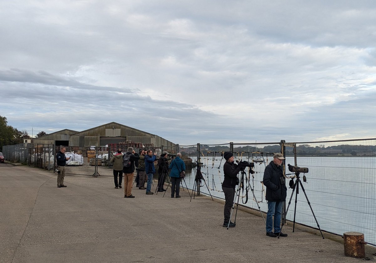 martgathercole's tweet photo. Great early morning light for @EBwSTweets #BCBW at Mistley. Expert guiding from @stuttonsparrows @SwallowBirding @ESBR_Essex & good company allowed me to see distant birds that I wouldn't have noticed as I was busy looking at the distant Cranes🏗️😂 More tomorrow 🥱🦢🪿🦆📸🔭 https://t.co/EUPLIGG3Wp