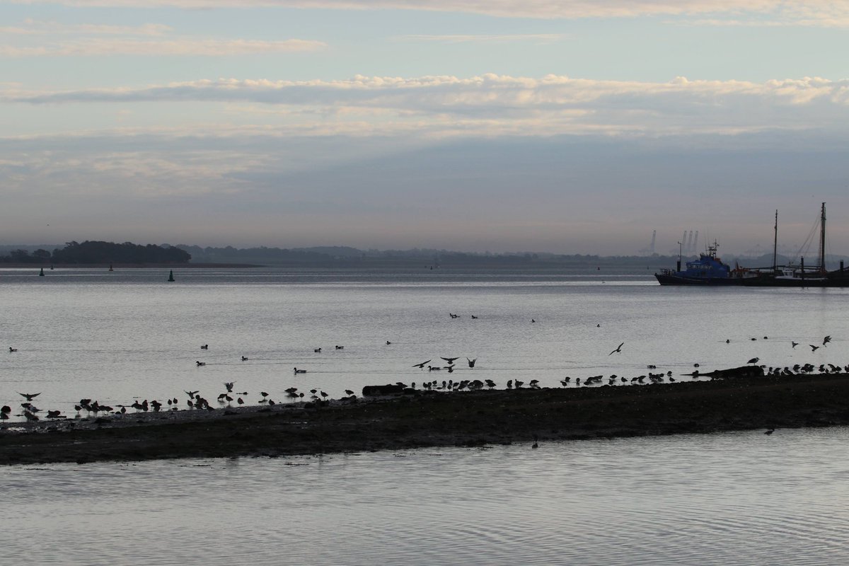 martgathercole's tweet photo. Great early morning light for @EBwSTweets #BCBW at Mistley. Expert guiding from @stuttonsparrows @SwallowBirding @ESBR_Essex & good company allowed me to see distant birds that I wouldn't have noticed as I was busy looking at the distant Cranes🏗️😂 More tomorrow 🥱🦢🪿🦆📸🔭 https://t.co/EUPLIGG3Wp