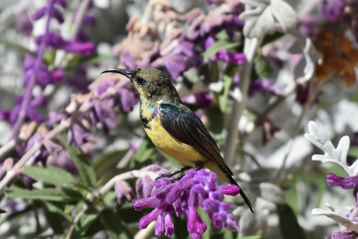 The beautiful birdlife of Eritrea: we were joined by these feathered friends in Asmara this morning.