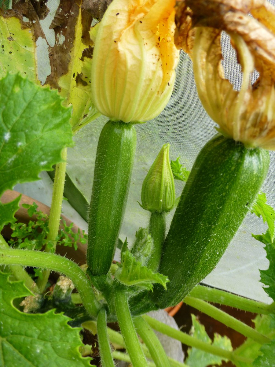 AngelaSpanswick's tweet photo. A bit scraggly, but courgettes still being produced, so much tastier than the supermarket's.😋 https://t.co/7FsV5twMRg