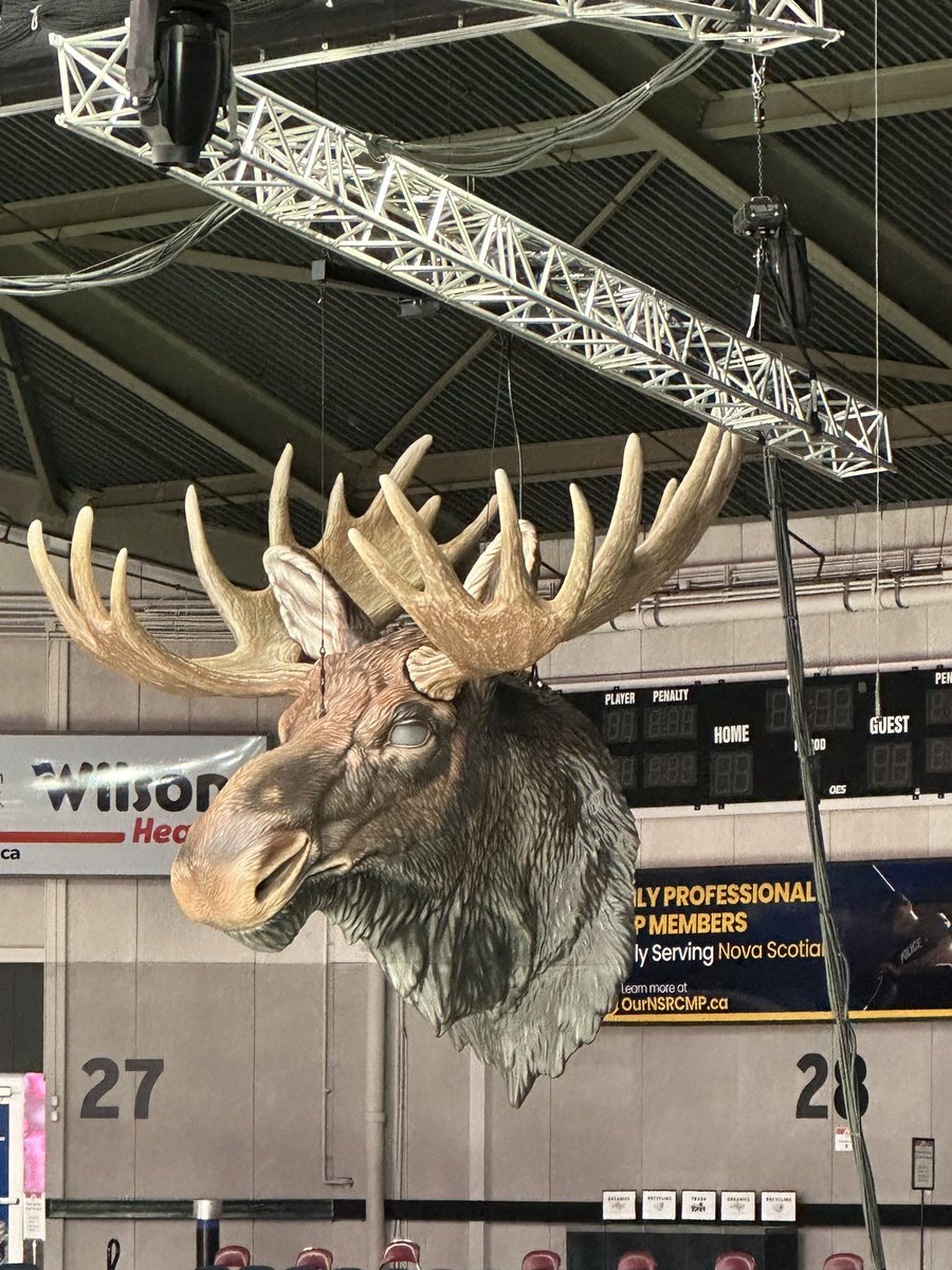 lust4ice's tweet photo. The Halifax Mooseheads mascot, hanging above the Kiss &amp; Cry @ScotiabankCtr It doesn’t get better than this, in my opinion. 😃 #SCI24 ❤️ https://t.co/bwGeKv8umV