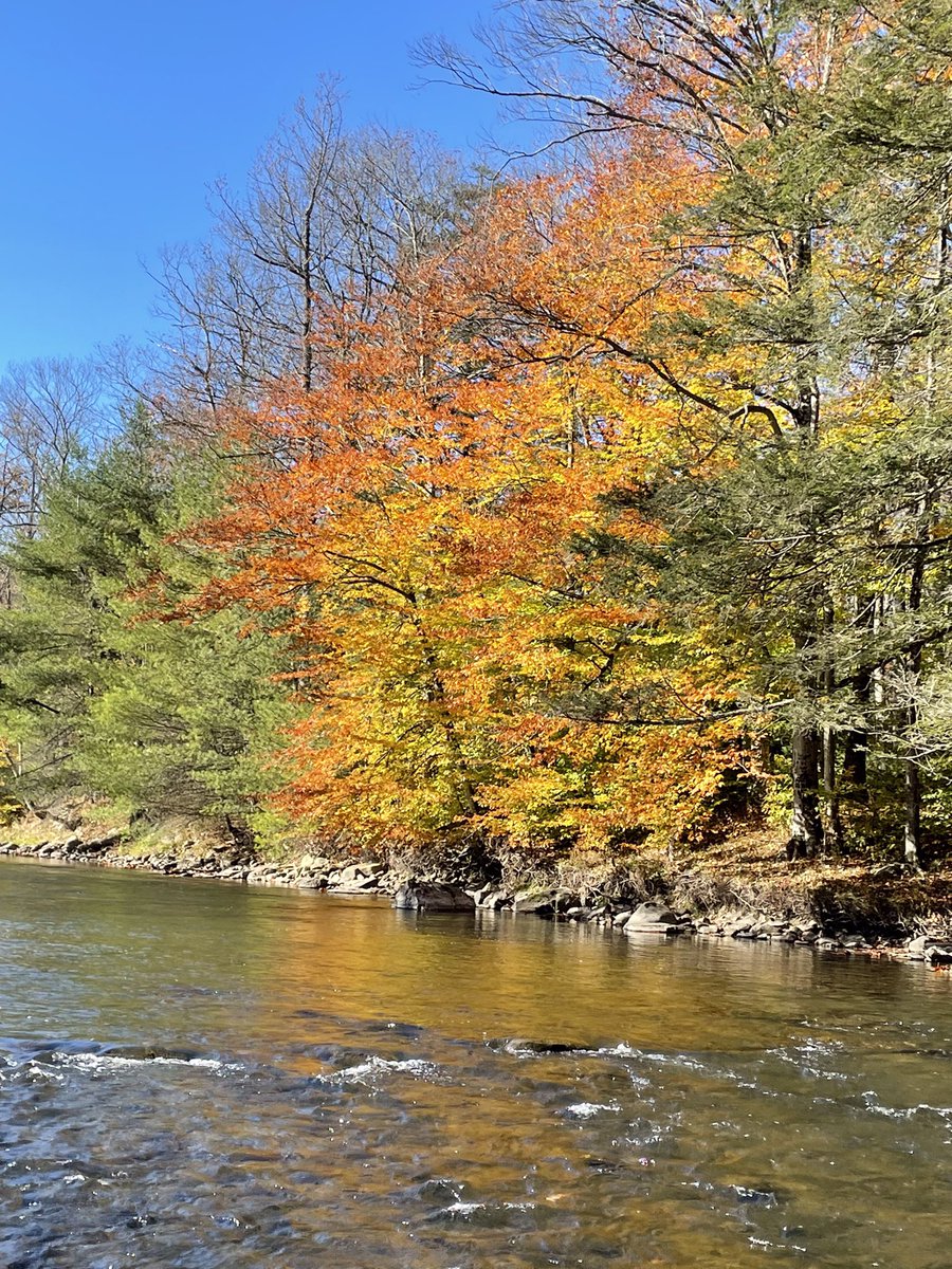 A late fall day on the stream.  Clouded over in the afternoon and the olives hatched but the fishing was tough.  Got a couple.  #flyfishing #BWO #browntrout