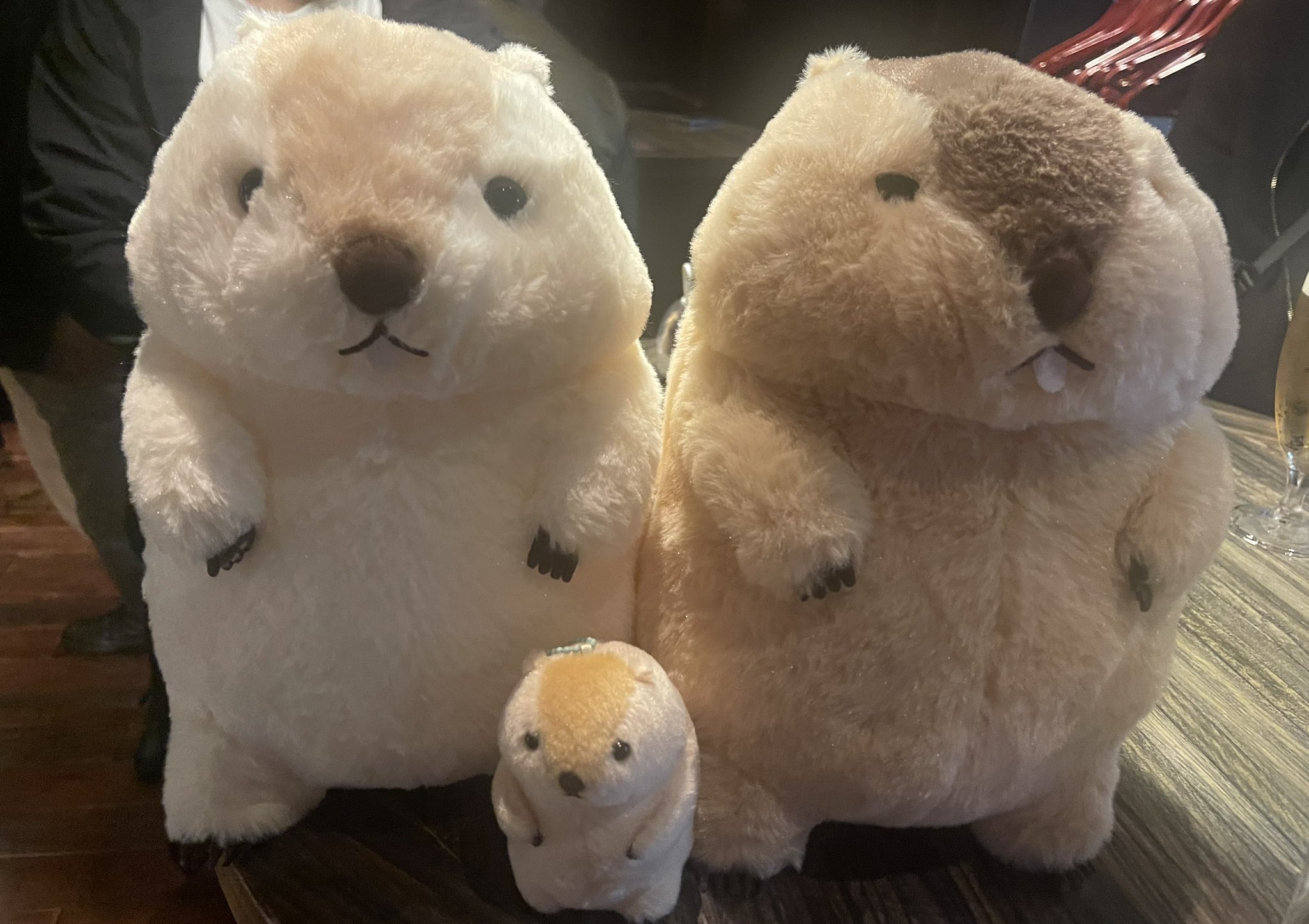 新装記念】マーモットのもっとっとウルトラBIG /*Limited stock