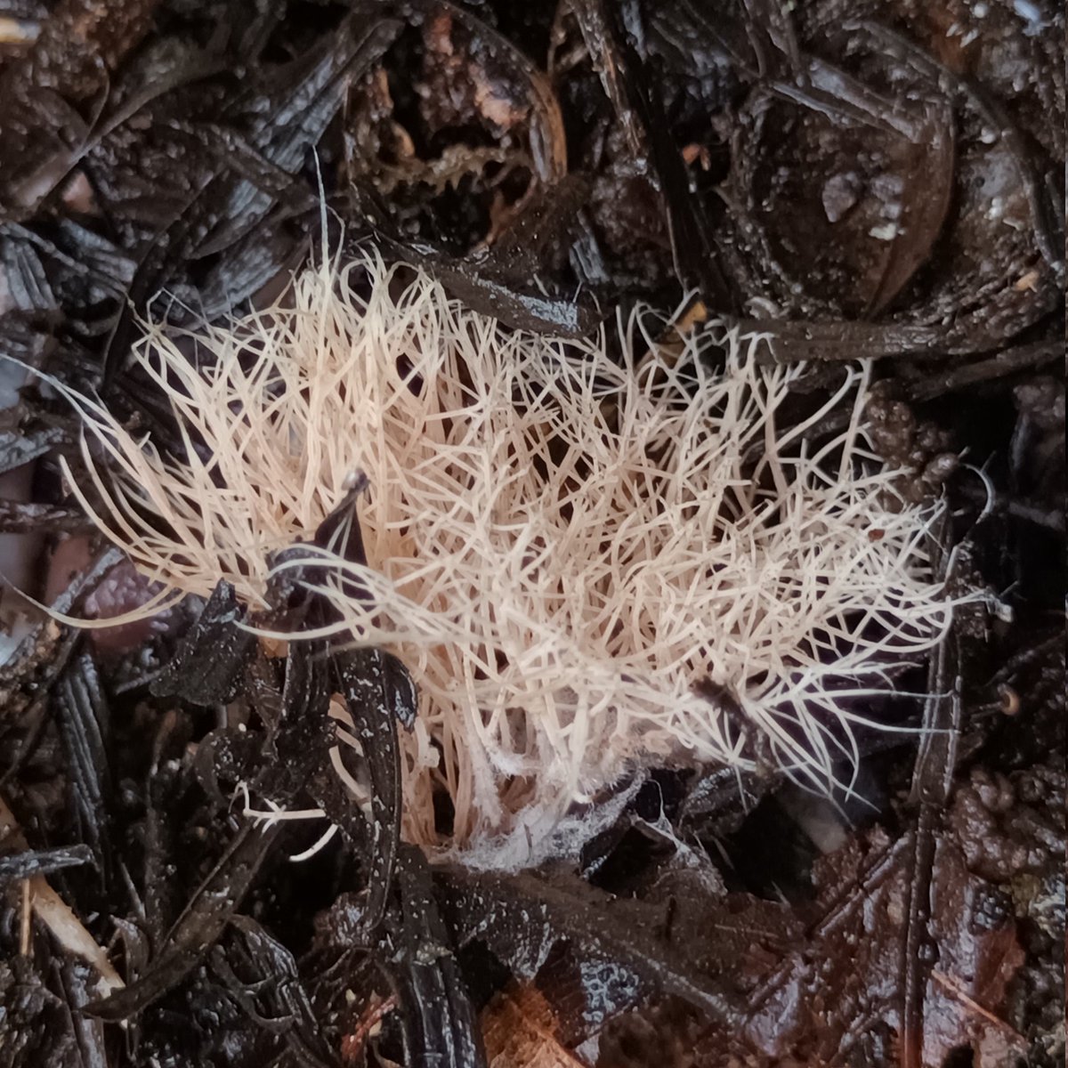 We used to have a white cat, sadly she passed over 10 years ago. I think I have just found some of her hair in the garden! 
#fungi #mushrooms #wild #coral