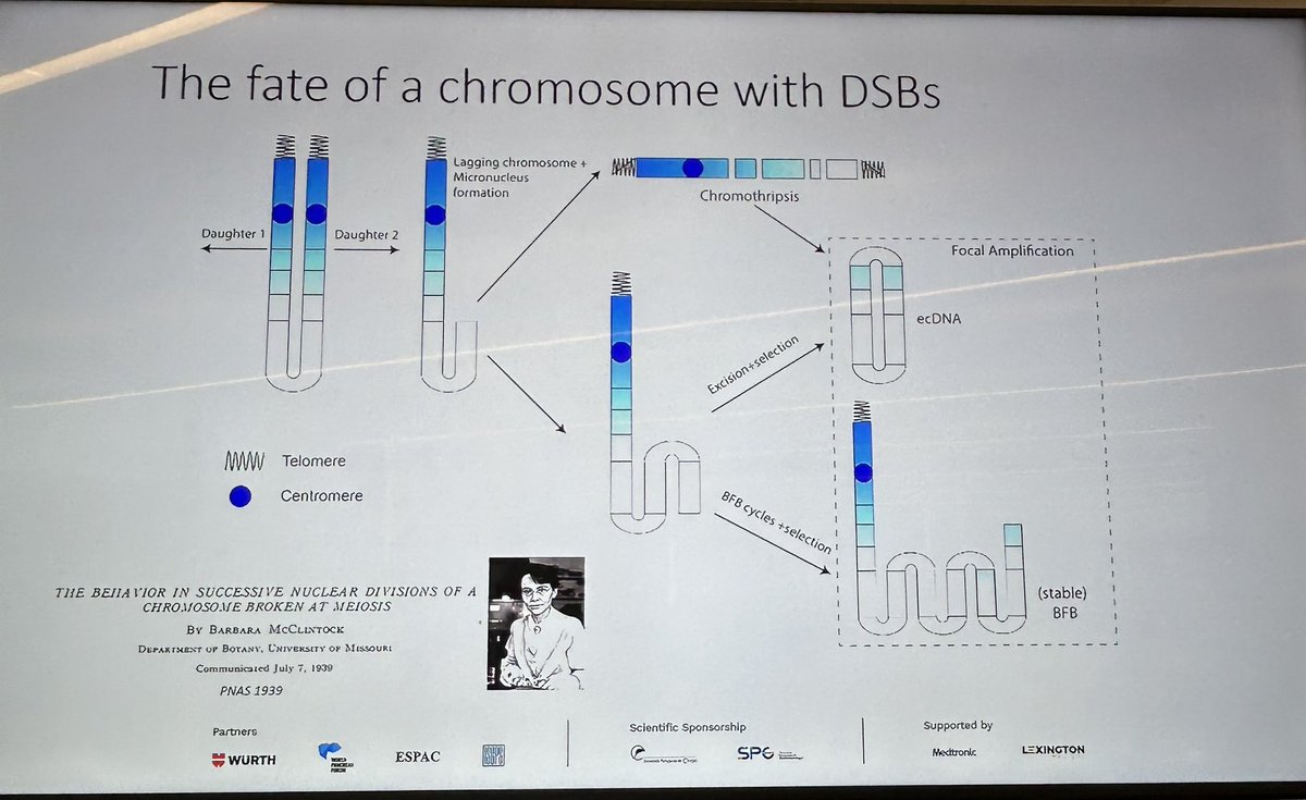 Anirban Maitra (@aiims1742) on Twitter photo Fantastic talk by <a href="/VineetBafna3/">Vineet Bafna</a> <a href="/UCSDHealth/">UC San Diego Health</a> on focal amplifications in cancer, mostly driven by extrachromosomal DNA or ecDNA (heard a lot about ecDNAs at this <a href="/ChampalimaudF/">ChampalimaudF</a> meeting) but also by breakage-fusion-bridges (BFBs).
Some important focal amplification resources from Fantastic talk by <a href="/VineetBafna3/">Vineet Bafna</a> <a href="/UCSDHealth/">UC San Diego Health</a> on focal amplifications in cancer, mostly driven by extrachromosomal DNA or ecDNA (heard a lot about ecDNAs at this <a href="/ChampalimaudF/">ChampalimaudF</a> meeting) but also by breakage-fusion-bridges (BFBs).
Some important focal amplification resources from