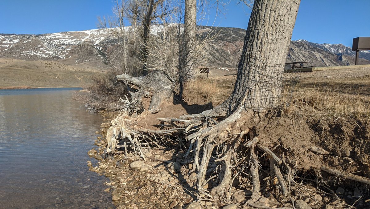 BLMWyoming's tweet image. We're excited to start a shoreline restoration project at the Hogan and Luce Recreation Area north of Cody! Sections of eroded bank will be resloped and filled, mitigating potential hazards to the campsites and their visitors. #BipartisanInfrastructureLaw #BIL #YourPublicLands