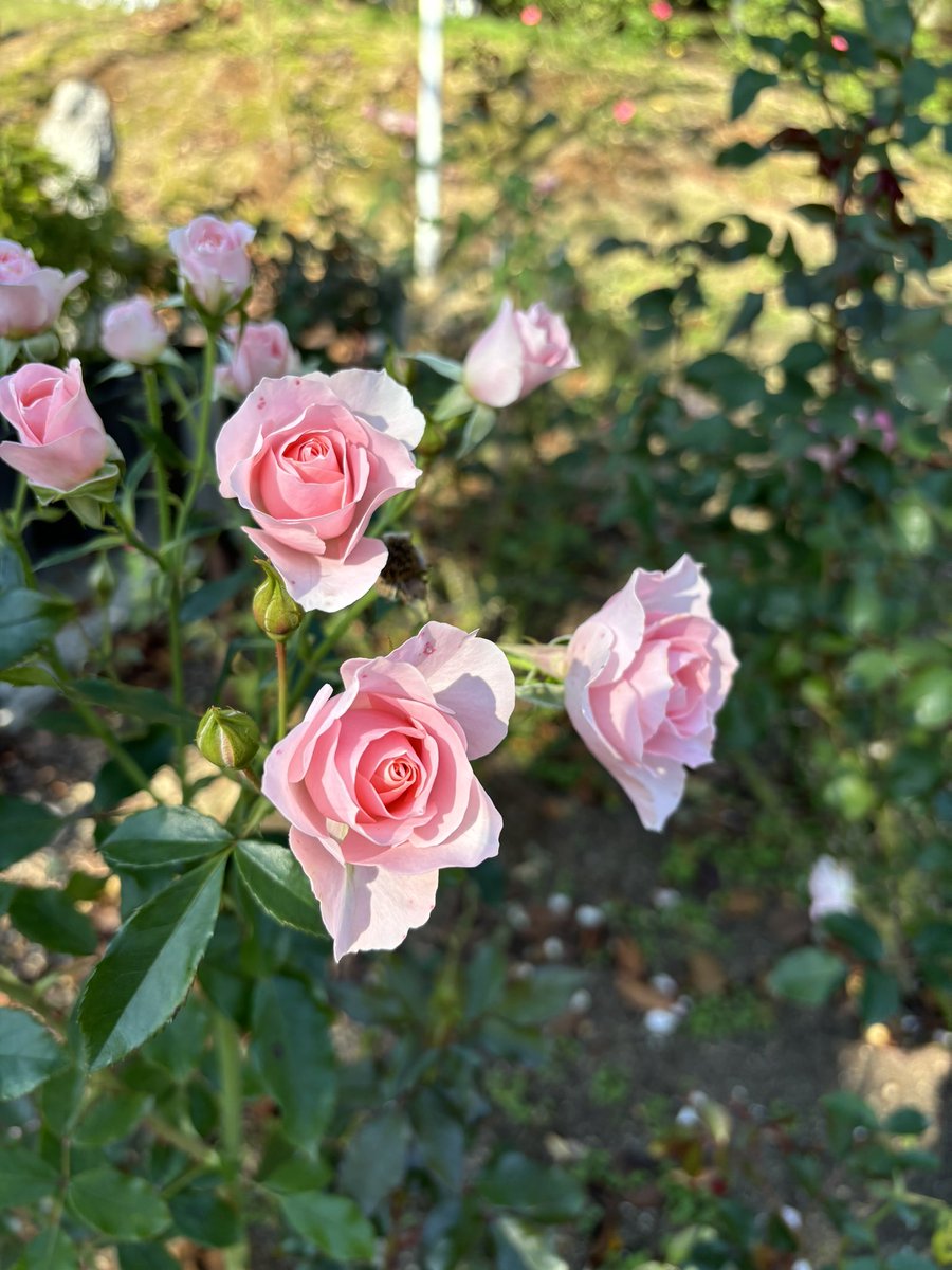 simoooomy's tweet photo. 花巻温泉行ってきた！！！

薔薇園が無料解放されててすっっごく良い香りだった
お目当ての紅葉は色付いてなくてまだまだ先みたい https://t.co/LISQUbhdKF