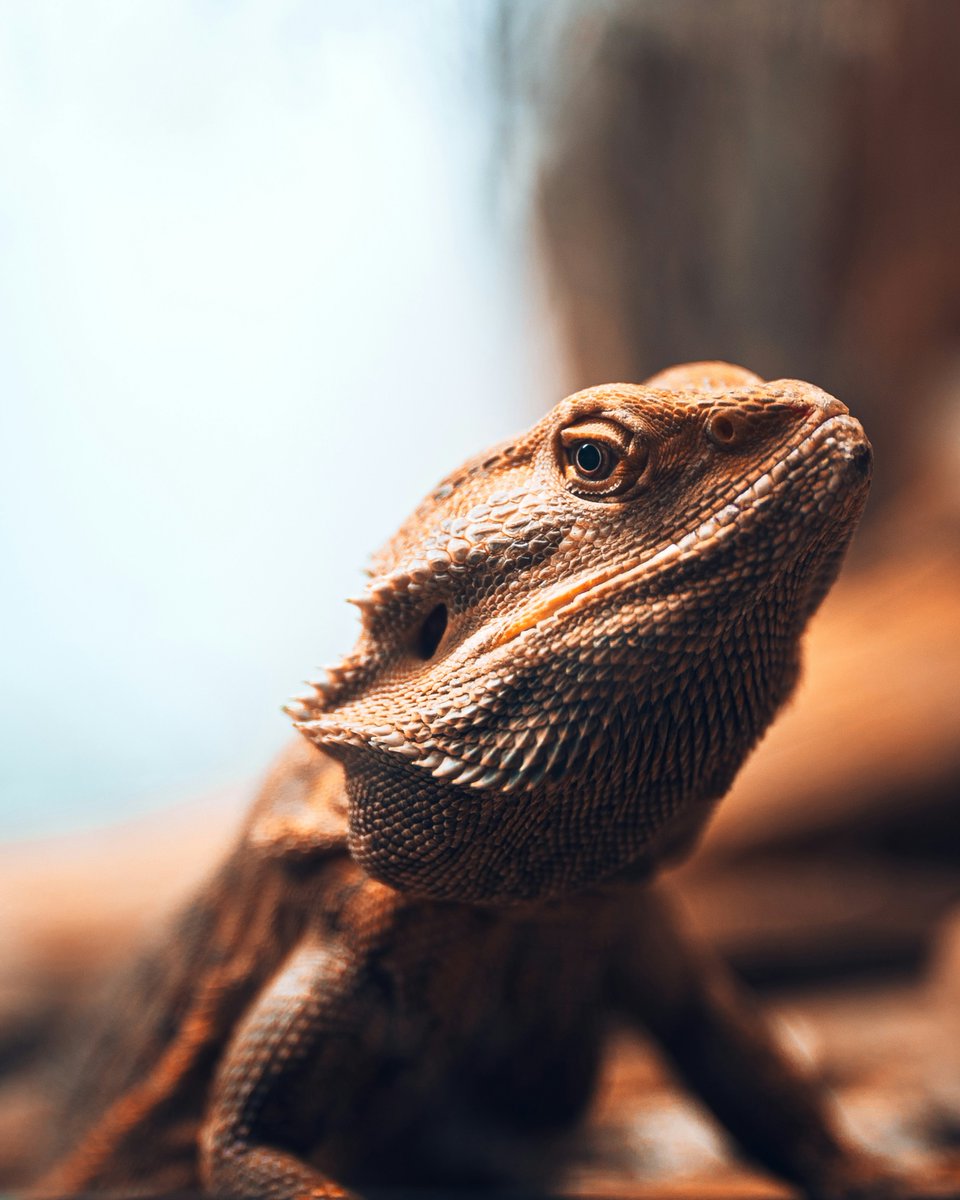Report change for Coccidia in Bearded Dragons.

The most common species of coccidia encountered in Bearded Dragons in the UK, Isospora amphiboluri, will have a slight change with regards to the advice given.