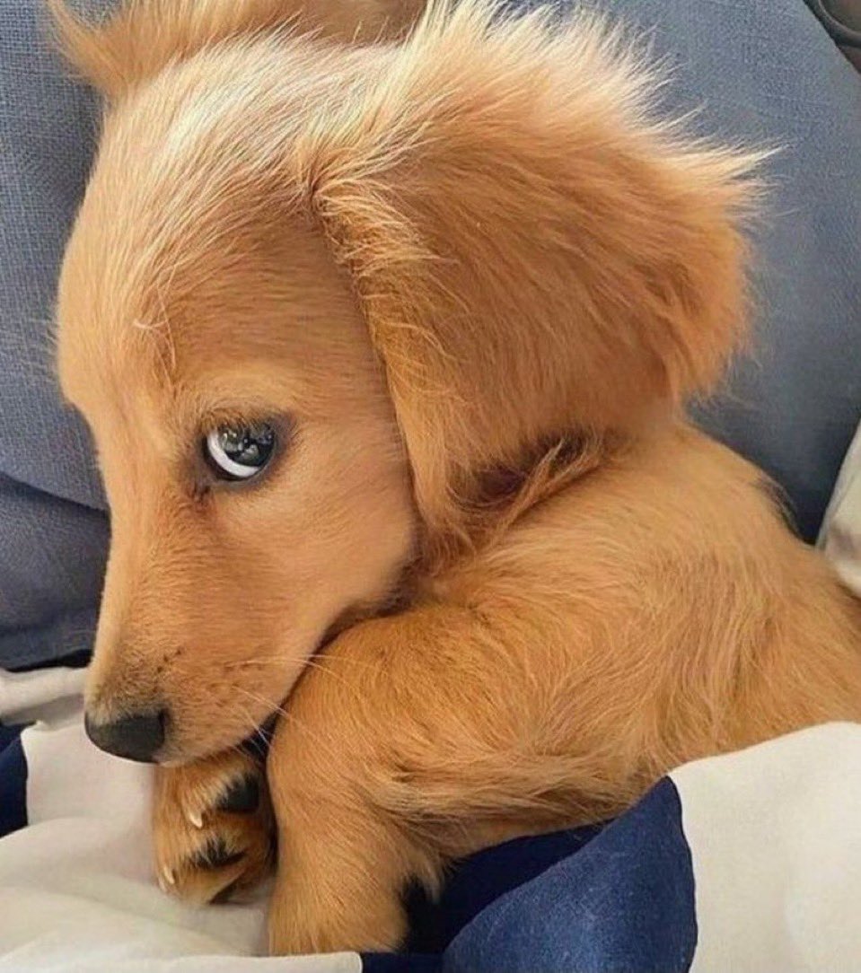 かまって欲しくて横目でチラチラみてくる